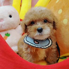Poodle