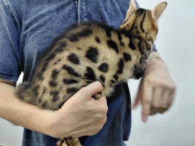 Junior Bengal for Rehome