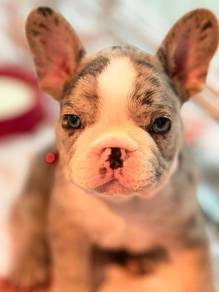 FRENCH BULLDOG PUPPIES 🌻S112 Charming  Girl