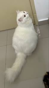Domestic Long Hair White DLH Putih