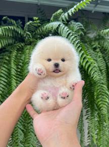 Tiny Pomeranian