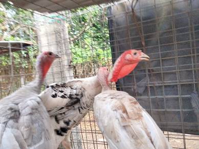 Ayam belanda jantan/betina untuk dijual 