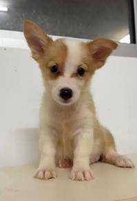 Little Cute Corgi