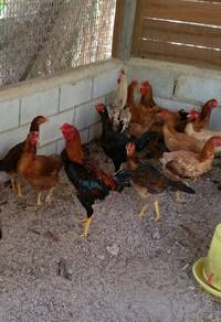 ayam kg dan ayam daging murah untuk dijual