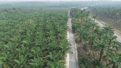 Agricultural Land in Batu Pahat, JHR
