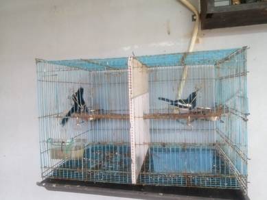 murai cacing 