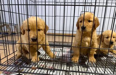 Golden retriever 