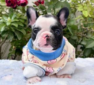 FRENCH BULLDOG PUPPIES 🌻L174 Cow Pattern New BOY