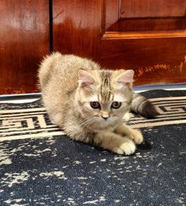 british short hair golden female