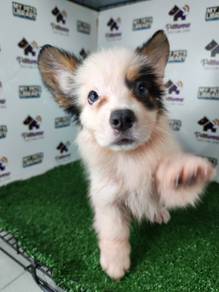 Pembroke Welsh corgi tri color