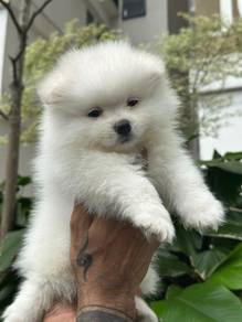 Pom