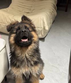 German Shepherd