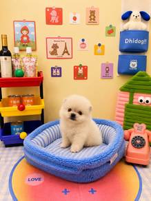 tiny teacup teddy bear Pomeranian baby boy