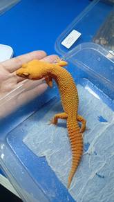 Leopard Gecko 