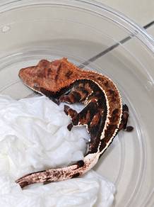 Crested Gecko 