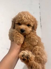maltipoo6