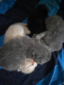 bsh tabby Dad/parsi mom
