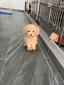 Poodle puppy