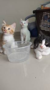 3 cutey kitten 