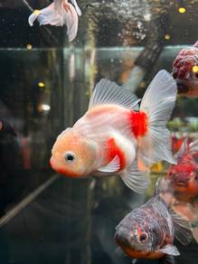 Oranda Gold Fish