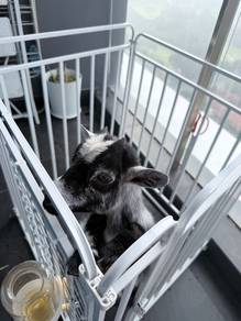 Pet pygmy goat