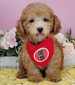 Poodle