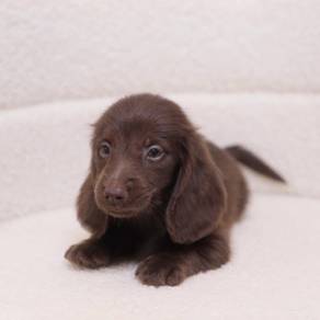 MINIATURE DACHSHUND Puppies VIP11🐻 Adorable Puppy