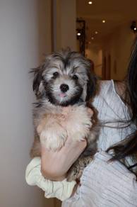 J0668 Maltipoo Pretty Curly Small Indoor Puppy