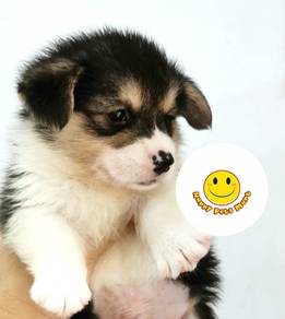 Q5000 Welsh Corgi tri color puppy dog