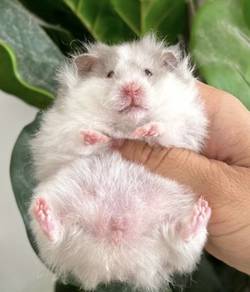 Hamster for Rehome