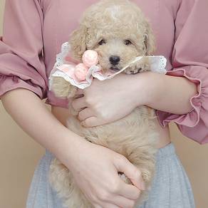 Toy Poodle