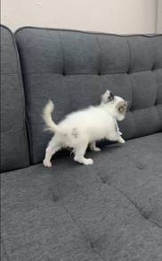Pure Breed Merle Tri-Color Chihuahua (M) 陨石花 长毛吉娃娃