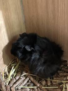 Abyssiman Guinea Pig For Sale
