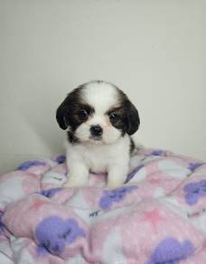 adorable Shih tzu no7Male