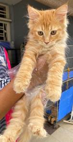american curl oyen