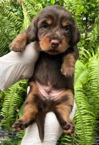 MINIATURE DACHSHUND Puppies 107 🐻 Choco Tan