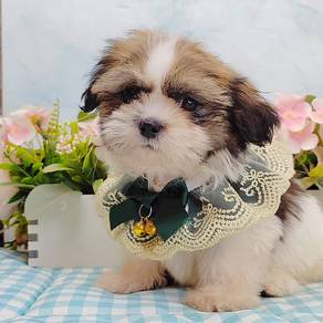 Shih Tzu