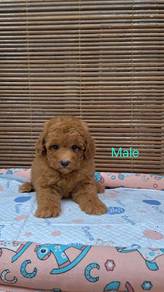 Toy Poodle Puppy 