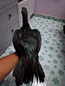 Aseel parrot ori