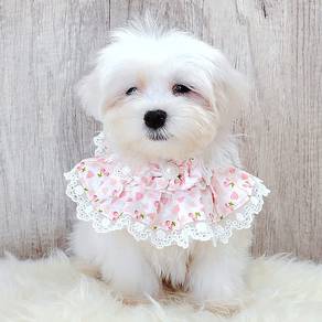 Maltese