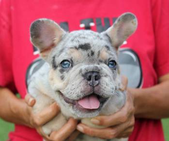 French Bulldog