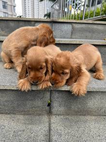 cocker spaniel