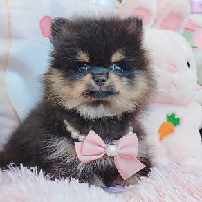 Pomeranian