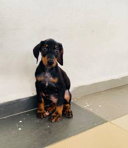 Doberman puppy