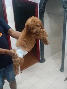 poodle for sale 