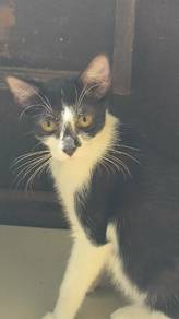 Rare Bespoke "Ink-Nose" Tuxedo Shorthair – Couture