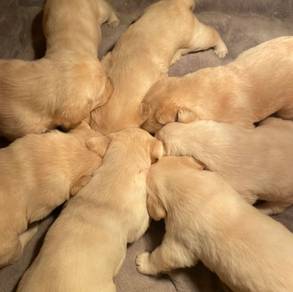 Labrador Retriever