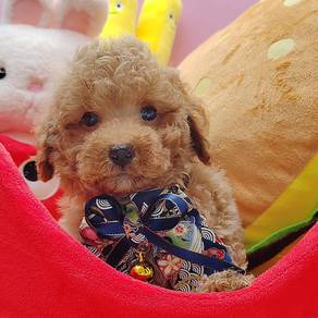 Poodle