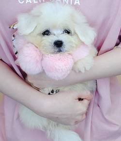 Maltese