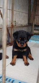 pure rottweiler puppy 